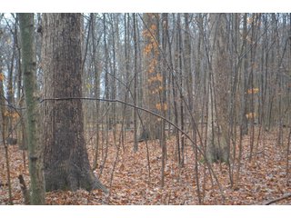 Property photo 38 - FARM AUCTION - 60.5+/- ACRES IN 5 TRACTS IN ALLEN COUNTY, INDIANA